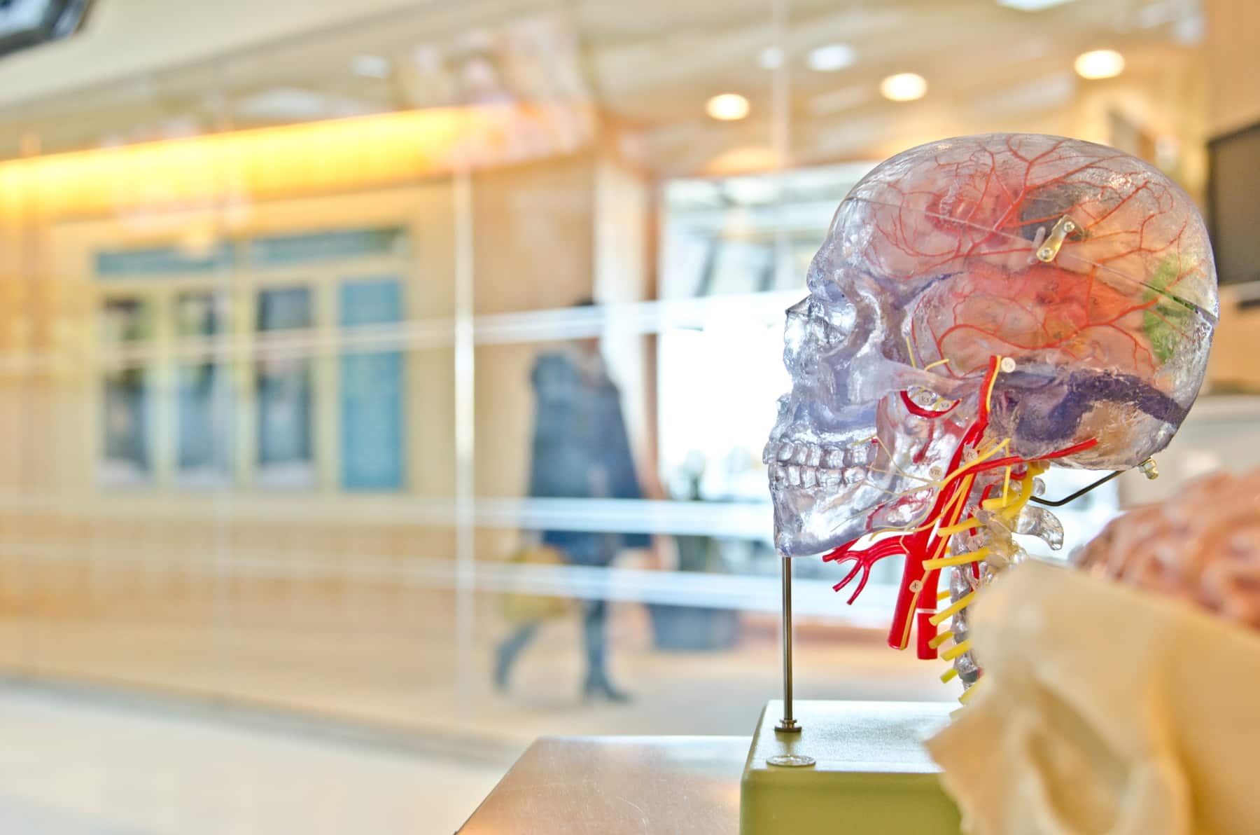 A clear plastic model of a human head, including brightly coloured details, on a plinth in front of a glass wall
