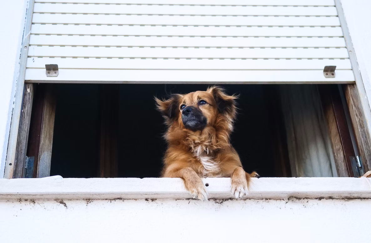Dog perched at a window sill below white shutters with its front legs handing over the frame