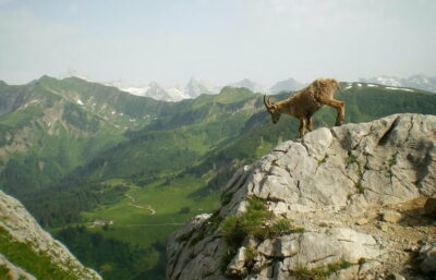 Goat stood on top of mountain looking down over green hills