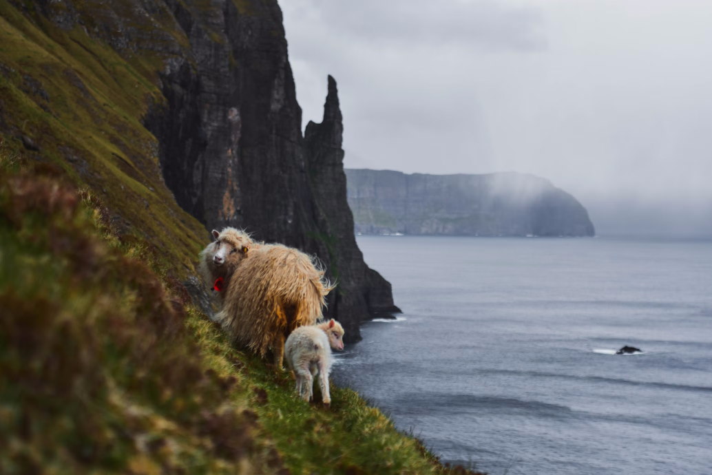 A sheep and a lamb walking along a cliff edge overlooking the sea